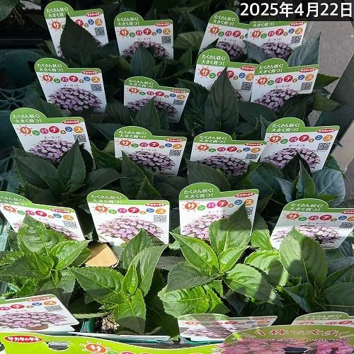 サカタのタネ　サンパチェンス(R) オーキッド(PVP) 10.5cmポット(おまかせ1ポット)　春・夏 花苗 花壇 育てやすい 初心者 紫色 桃色 | サカタのタネ | 05