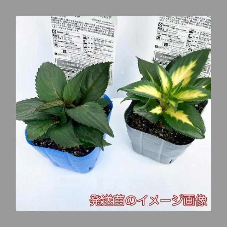 サカタのタネ　サンパチェンス(R) オーキッド(PVP) 10.5cmポット(おまかせ1ポット)　春・夏 花苗 花壇 育てやすい 初心者 紫色 桃色 | サカタのタネ | 04