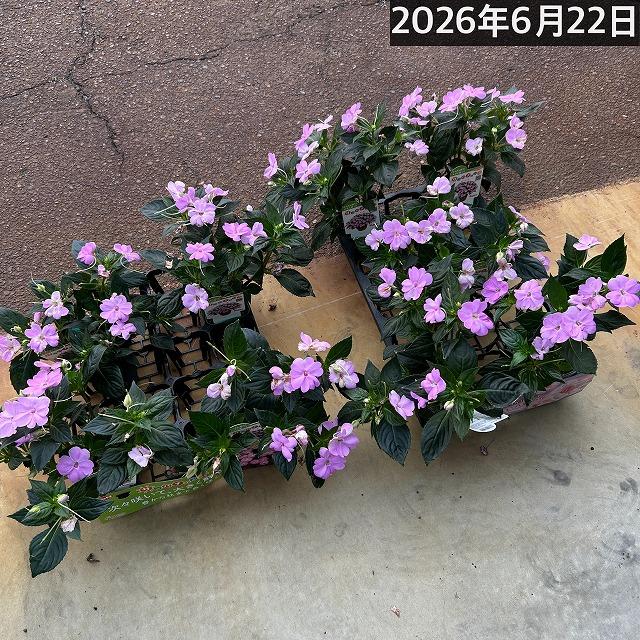 【訳あり】サカタのタネ　サンパチェンス(R) オーキッド(PVP) 10.5cmポット(おまかせ1ポット)　春・夏 花苗 花壇 育てやすい 初心者 紫色 桃色 | サカタのタネ | 05