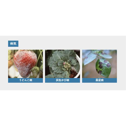 住友化学園芸 ベニカXガード粒剤 250g 粒状殺虫殺菌材 病害虫の予防 土にまくだけ 土に混ぜるだけ | KINCHO園芸 | 03