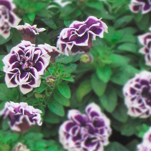 M&Bフローラ ペチュニア  花衣 はなごろも  藍染 10.5cmポット　花苗 寄せ植え ハンギング 花壇・庭植え 高級 | 