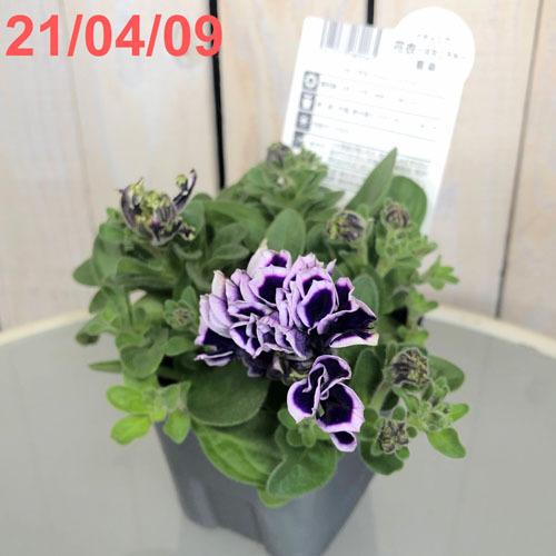M&Bフローラ ペチュニア  花衣 はなごろも  藍染 10.5cmポット　花苗 寄せ植え ハンギング 花壇・庭植え 高級 |  | 01