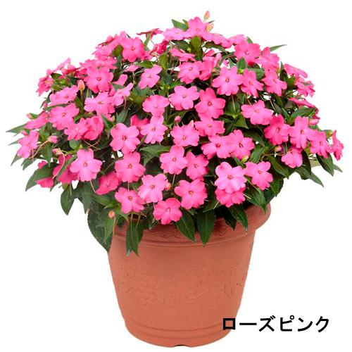 サカタのタネ サンパチェンス(R) ローズピンク(PVP) 10.5cmポット　春・夏 花苗 花壇 育てやすい 初心者 桃色 赤色 | サカタのタネ