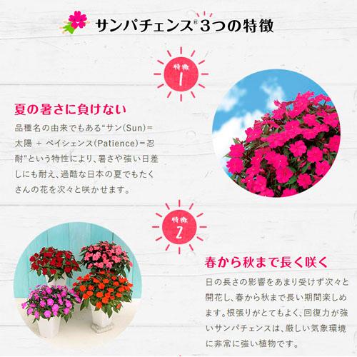 サカタのタネ サンパチェンス(R) ローズピンク(PVP) 10.5cmポット　春・夏 花苗 花壇 育てやすい 初心者 桃色 赤色 | サカタのタネ | 02