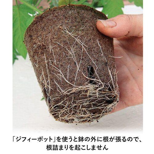 育苗　ジフィーポット丸型 8cm 30個 そのまま植えられるエコポット サカタのタネ　播種　種まき エコ サカタのタネ 便利 |  | 03
