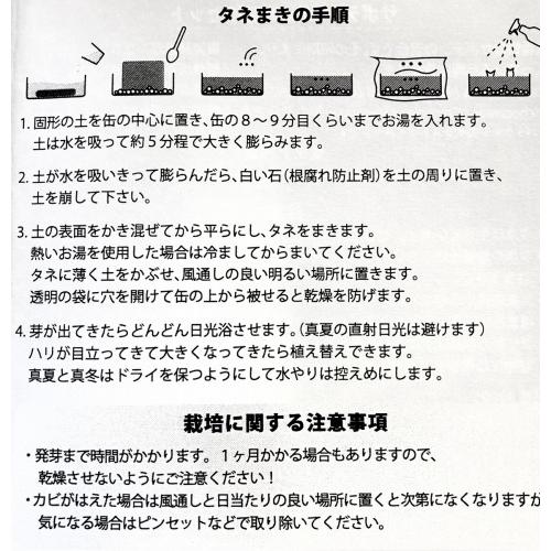 DoLABO 42005 サボテンヒーローズ 【サボテン】 【花サボテン】 【育てる】 【栽培】 【種】 |  | 02