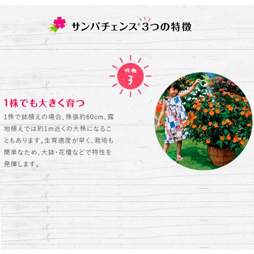 【予約販売】サカタのタネ サンパチェンス(R) ラベンダースプラッシュ(PVP) 10.5cmポット(おまかせ1ポット)　春・夏 花苗 花壇 育てやすい 初心者 紫色 桃色 | サカタのタネ | 03