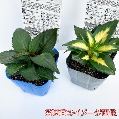 【予約販売】サカタのタネ サンパチェンス(R) ラベンダースプラッシュ(PVP) 10.5cmポット(おまかせ1ポット)　春・夏 花苗 花壇 育てやすい 初心者 紫色 桃色 | サカタのタネ | 04