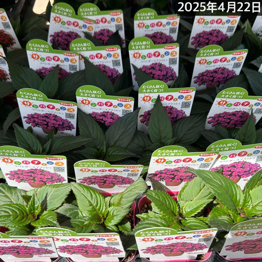 【予約販売】サカタのタネ サンパチェンス(R) ラベンダースプラッシュ(PVP) 10.5cmポット(おまかせ1ポット)　春・夏 花苗 花壇 育てやすい 初心者 紫色 桃色 | サカタのタネ | 05