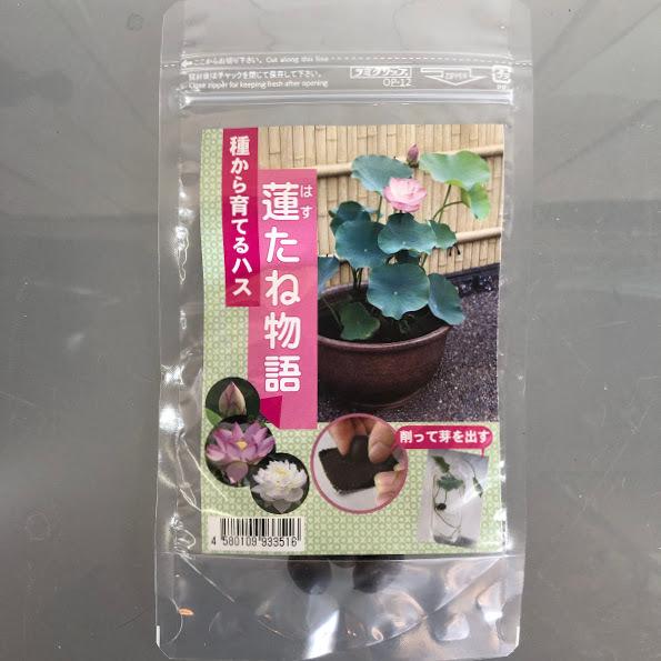 水生植物 種から育てる プランター栽培 自由研究 ネコポス対応 杜若園芸 蓮たねものがたり 1633 Leafs ヤフー店 通販 Yahoo ショッピング