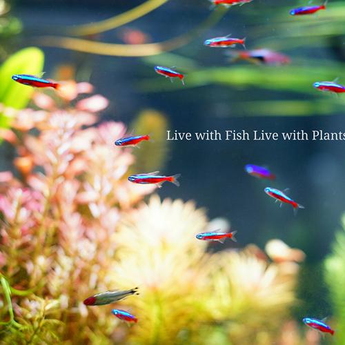 植物育成灯 アクアリウム テラリウム パルダリウム 太陽光led 水草育成 観葉植物 Barrel Amateras アマテラス Led w Barrel 1603 Leafs ヤフー店 通販 Yahoo ショッピング