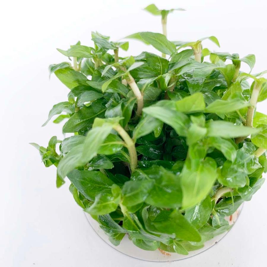 組織培養水草 病原菌なし コケなし プラナリアなし スネールなし 無農薬 アクアリウム トロピカ 1 2 Grow ストロギネ レペンス トロピカ 1693 Leafs ヤフー店 通販 Yahoo ショッピング