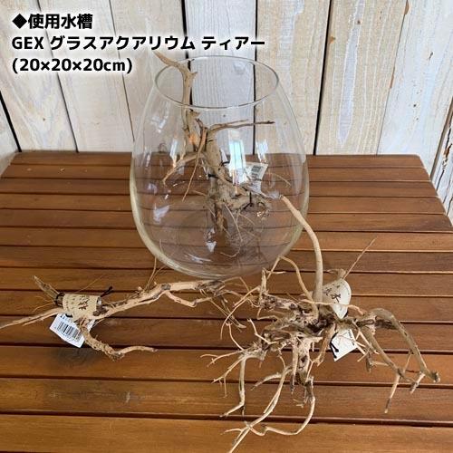 カミハタ 枝流木S ベトナム産 形状おまかせ レイアウト素材 約12.0?18.0cm ナチュラル 根っこ ブランチウッド | カミハタ | 02