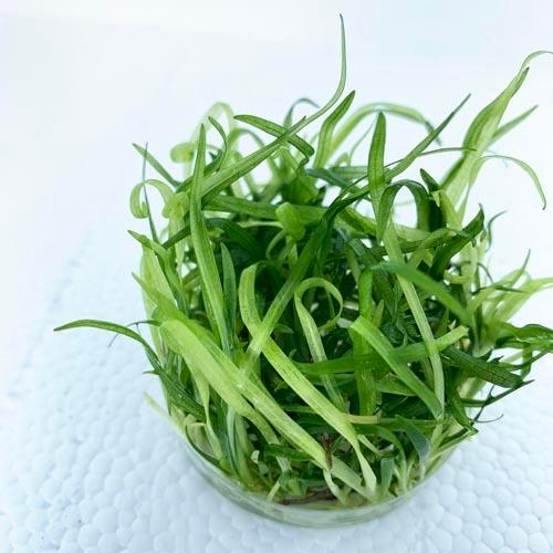 組織培養水草 病原菌なし コケなし プラナリアなし スネールなし 無農薬 サジタリア アクアリウム 1 2 Grow カミハタ トロピカ 安心の実績 高価 買取 強化中 スブラータ