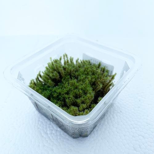 コケリウム パルダリウム テラリウム 苔テラリウム レイアウト素材 苔 コケラボ スナゴケ パック入り Leafs ヤフー店 通販 Yahoo ショッピング