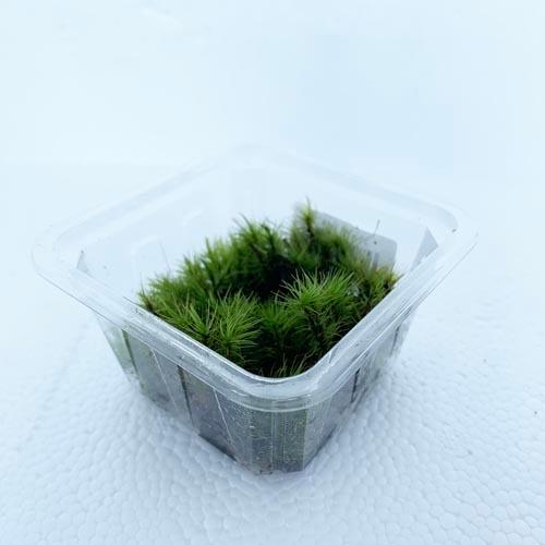 コケリウム パルダリウム テラリウム 苔テラリウム レイアウト素材 苔 コケラボ シッポゴケ パック入り 1702 Leafs ヤフー店 通販 Yahoo ショッピング