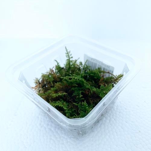 コケリウム パルダリウム テラリウム 苔テラリウム レイアウト素材 苔 コケラボ シノブゴケ パック入り 1702 Leafs ヤフー店 通販 Yahoo ショッピング