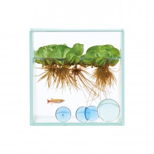 テラリウム コケリウム イージーアクアリウム ベタ 小型水槽 フィットガラス製法 オールガラス水槽 グラステリアフィット100cube Gex Leafs ヤフー店 通販 Yahoo ショッピング