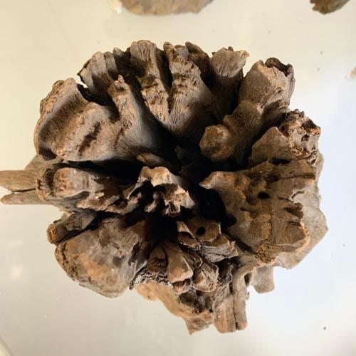 カミハタ ツリーボトムウッドM 天然流木 タイ産 切り株 朽ち木 森レイアウト 隠れ家 アピスト | カミハタ | 04