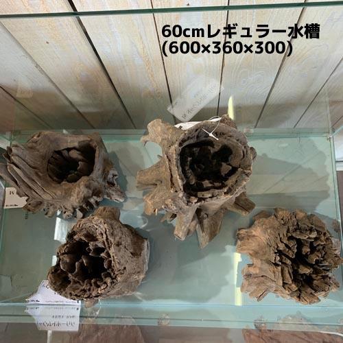 カミハタ ツリーボトムウッドM 天然流木 タイ産 切り株 朽ち木 森レイアウト 隠れ家 アピスト | カミハタ | 06