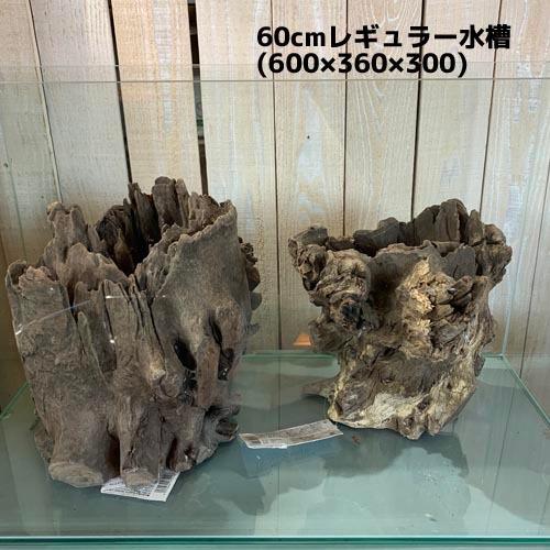 カミハタ ツリーボトムウッドXL 天然流木 タイ産 切り株 朽ち木 森レイアウト 隠れ家 アピスト | カミハタ | 03