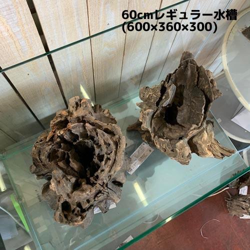 カミハタ ツリーボトムウッドXL 天然流木 タイ産 切り株 朽ち木 森レイアウト 隠れ家 アピスト | カミハタ | 04