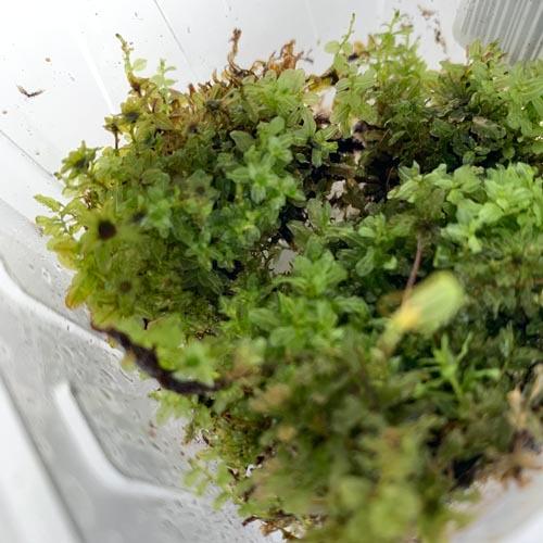 コケリウム パルダリウム テラリウム 苔テラリウム レイアウト素材 苔 コケラボ コツボゴケ パック入り カミハタ Leafs ヤフー店 通販 Yahoo ショッピング