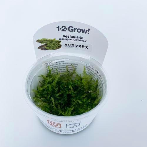 組織培養水草 病原菌なし コケなし プラナリアなし スネールなし 無農薬 アクアリウム トロピカ 1 2 Grow クリスマスモス カミハタ Leafs ヤフー店 通販 Yahoo ショッピング