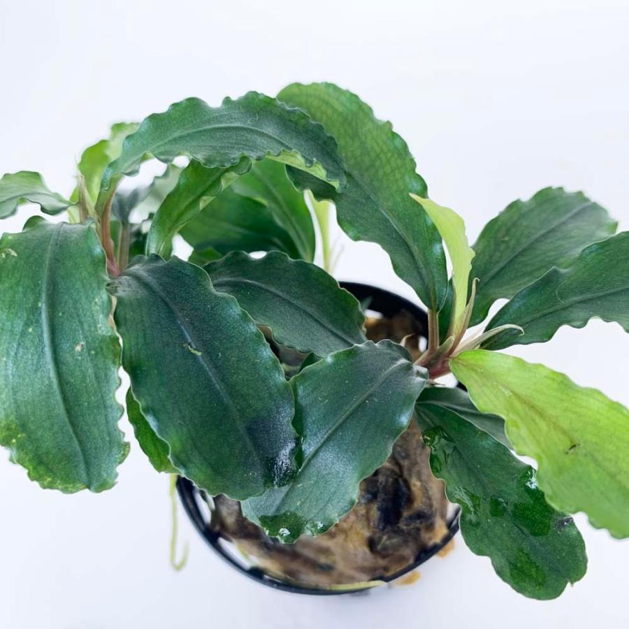 売れ筋商品 ブケファランドラ アクアリウム アクアテラリウム パルダリウム 水上葉 ポット苗 無農薬 ブセファランドラsp グリーンベルベット アクア フルール