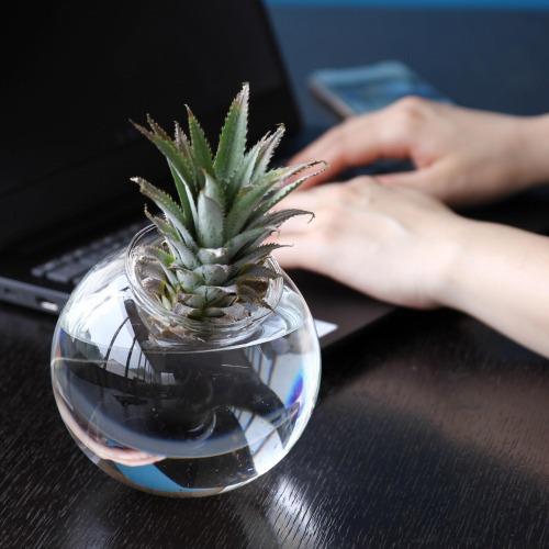 訳あり　水栽培ガラスベース クリア ラウンドドーム スパイス KEGY4080 BULB VASE 球根 水栽培 ガラス バブルベース スパイス |  | 05