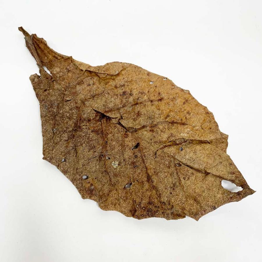 ブラックウォーター アンブレラリーフ タンニン バラ売り Ph調整 弱酸性 シュリンプ水槽 マジックリーフ 1枚 ５枚までネコポス可 Leafs ヤフー店 通販 Yahoo ショッピング