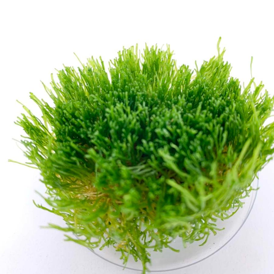 メール便無料 組織培養水草 病原菌なし コケなし プラナリアなし スネールなし 無農薬 アクアリウム トロピカ 1 2 Grow リシア カヅノゴケ