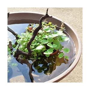 ビオトープ 水上ガーデニング メダカ 水鉢 睡蓮鉢 レイアウト 水草の島 カミハタ 1724 Leafs ヤフー店 通販 Yahoo ショッピング