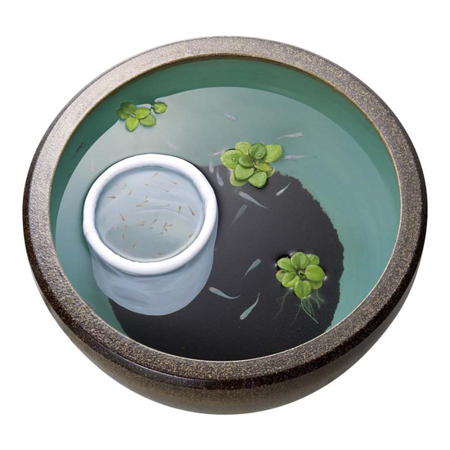 スドー メダカの浮くネット(小) 繁殖 産卵 隔離 アミ 保護ネット 孵化 稚魚育成 | スドー | 02