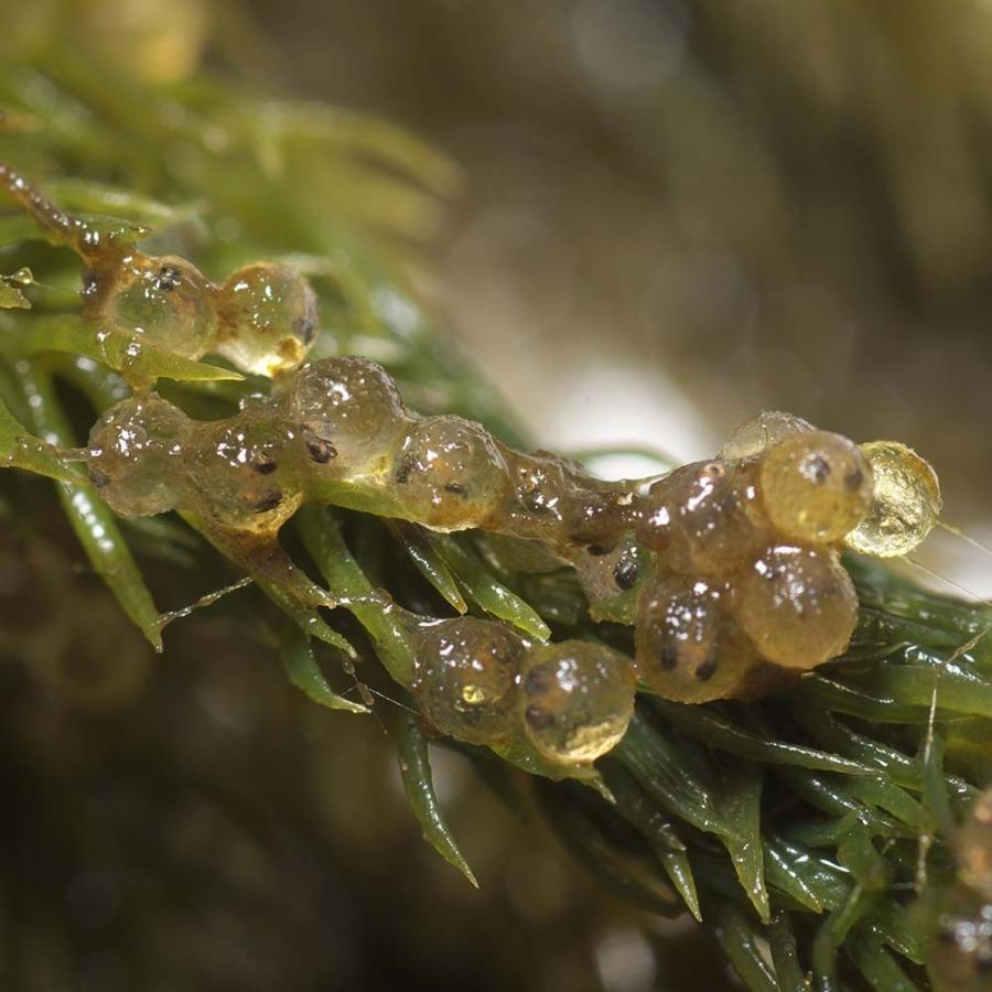繁殖 産卵床 浮かべる 増やす 繁殖 ブリード ビオトープ メダカの浮く産卵藻 大 スドー Leafs ヤフー店 通販 Yahoo ショッピング