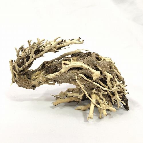 カミハタ 水景BONSAI 昇龍樹 S 盆栽 アクアリウム レイアウト カミハタ 侘び寂び | カミハタ