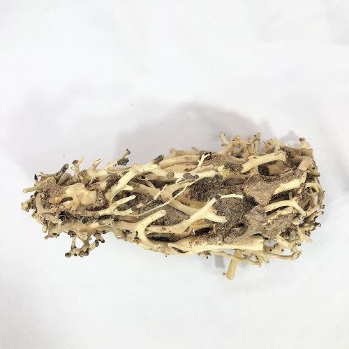 カミハタ 水景BONSAI 昇龍樹 S 盆栽 アクアリウム レイアウト カミハタ 侘び寂び | カミハタ | 02