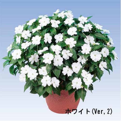 サカタのタネ　サンパチェンス(R) ホワイトver.2(品種登録出願中) 10.5cm　春・夏 花苗 花壇 育てやすい 初心者 白色 | サカタのタネ