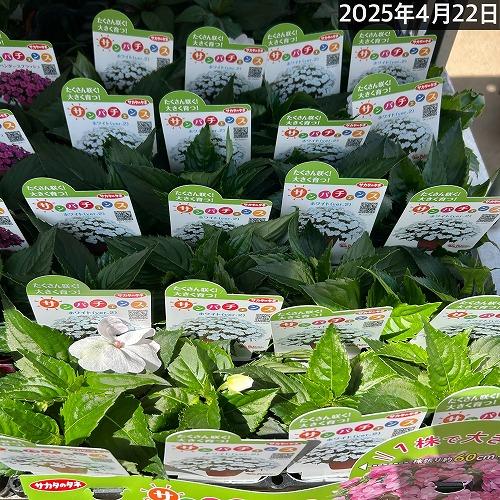 サカタのタネ　サンパチェンス(R) ホワイトver.2(品種登録出願中) 10.5cm　春・夏 花苗 花壇 育てやすい 初心者 白色 | サカタのタネ | 05