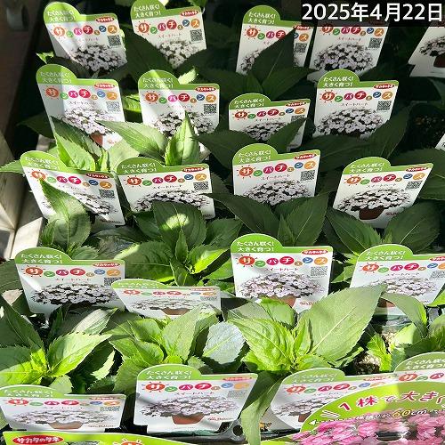 サカタのタネ　サンパチェンス(R) スイートハート(品種登録出願中) 10.5cm　春・夏 花苗 花壇 育てやすい 初心者 白色 | サカタのタネ | 05