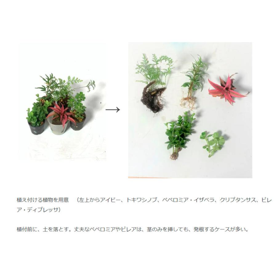 インテリア おしゃれ 新感覚水耕栽培 自動潅水植物栽培装置 吊るす ハンギング ボトルプランター ８０ｍｌ Leafs ヤフー店 通販 Yahoo ショッピング