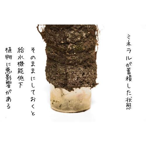 インテリア おしゃれ 新感覚水耕栽培 自動潅水植物栽培装置 吊るす ハンギング ボトルプランター ８０ｍｌ Leafs ヤフー店 通販 Yahoo ショッピング