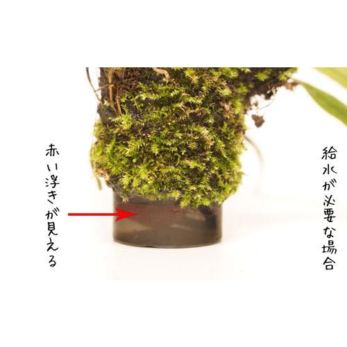 インテリア おしゃれ 新感覚水耕栽培 自動潅水植物栽培装置 吊るす ハンギング ボトルプランター ８０ｍｌ Leafs ヤフー店 通販 Yahoo ショッピング