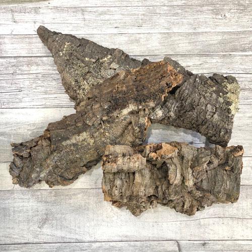 コウモリラン ビカクシダ 着生板　コルクフラット SSサイズ(形状おまかせ)　板付け ハンギング 吊るす 吊り コルクボード プレート フレーム 植え替え 植替え | 