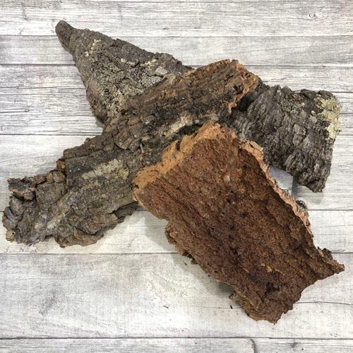 コウモリラン ビカクシダ 着生板　コルクフラット SSサイズ(形状おまかせ)　板付け ハンギング 吊るす 吊り コルクボード プレート フレーム 植え替え 植替え |  | 01