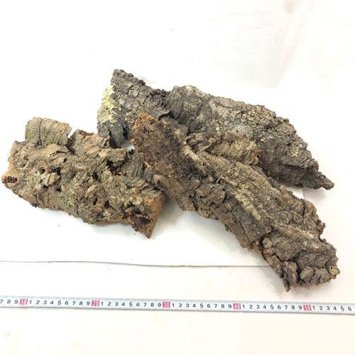 コウモリラン ビカクシダ 着生板　コルクフラット SSサイズ(形状おまかせ)　板付け ハンギング 吊るす 吊り コルクボード プレート フレーム 植え替え 植替え |  | 02