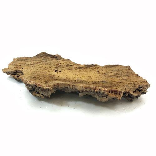 コウモリラン ビカクシダ 着生板　コルクフラット SSサイズ(形状おまかせ)　板付け ハンギング 吊るす 吊り コルクボード プレート フレーム 植え替え 植替え |  | 03