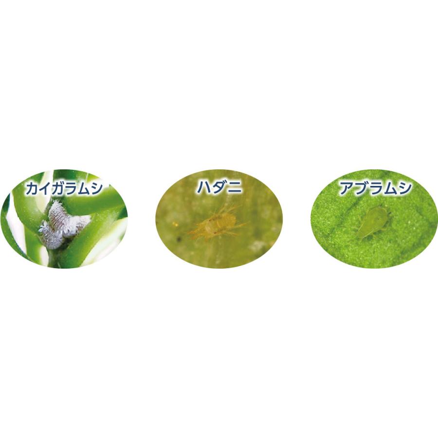 住友化学園芸  MY PLANTS 虫からやさしく守るミスト 250ml 殺虫剤 そのままスプレー 浸透移行性 カイガラムシ マイプランツ | KINCHO園芸 | 01