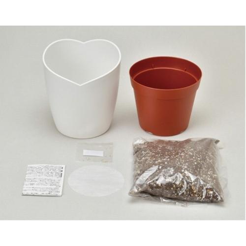 うさぎのしっぽみたいなクローバー栽培セット栽培キット プレゼント インテリア うさぎ プレゼント |  | 02