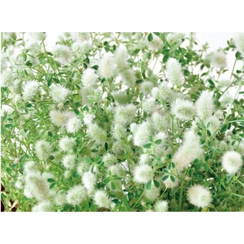 うさぎのしっぽみたいなクローバー栽培セット栽培キット プレゼント インテリア うさぎ プレゼント |  | 03